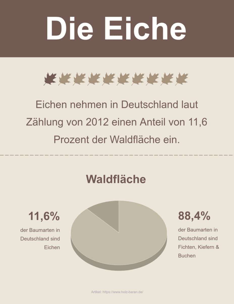 Infografik zur Eiche aus dem Sägewerk der HOLZ-BARAN GmbH