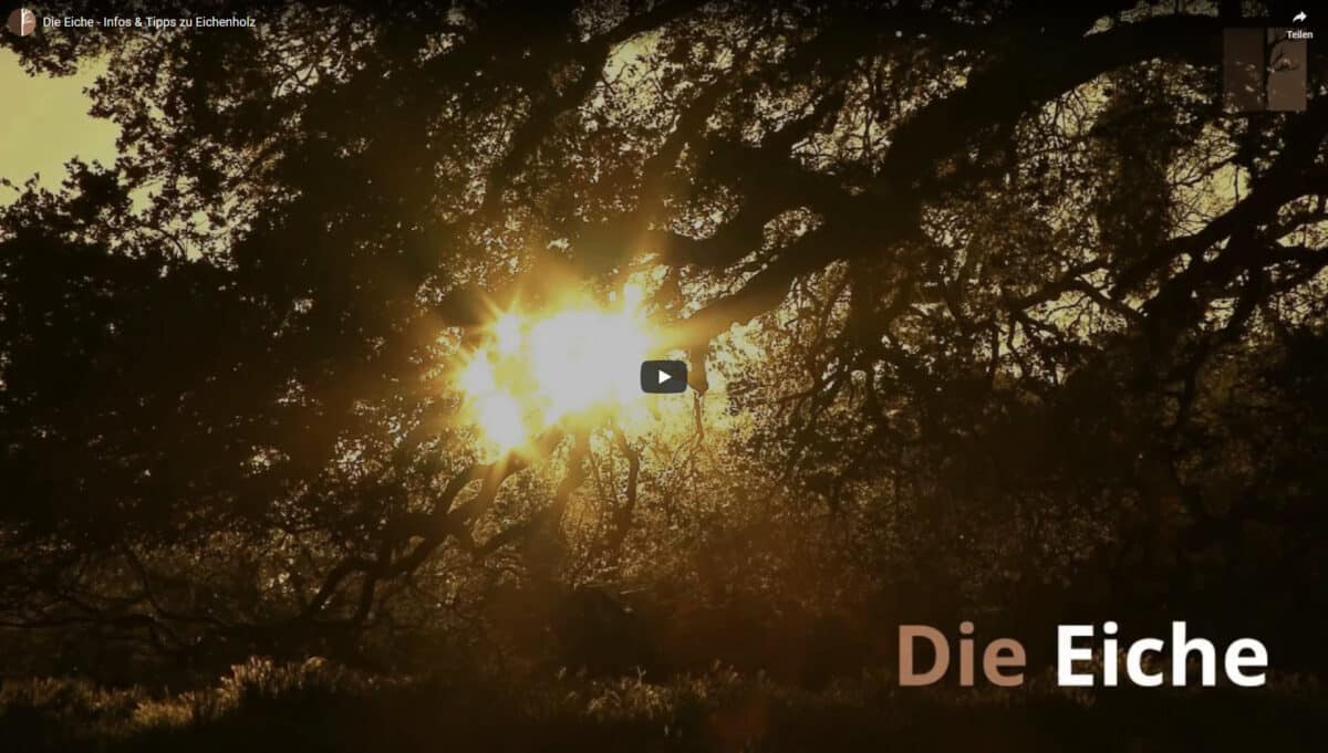 Unser Video über die Eiche