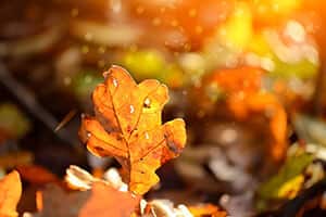 Eichenblatt Bild zeigt das Blatt einer Eiche das im Herbst auf dem Boden gefallen ist
