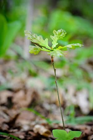 Neuer Eichenbaum Dieses Bild zeigt einen neuen Eichenbaum