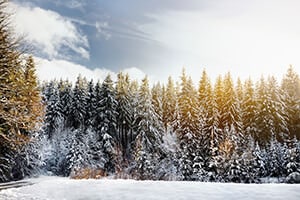 Die Kiefer: ein Baum, der es kühl mag