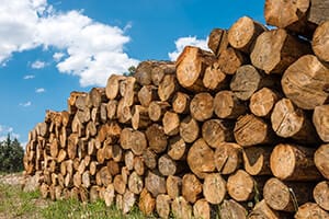 Kiefer als Holz mit markanten Eigenschaften