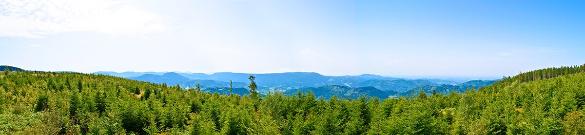 Kiefernwald